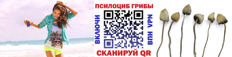 Псилоцибиновые грибы Cubensis  Ступино 